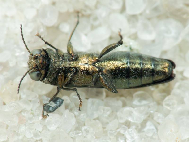 Buprestidae Leach, 1815